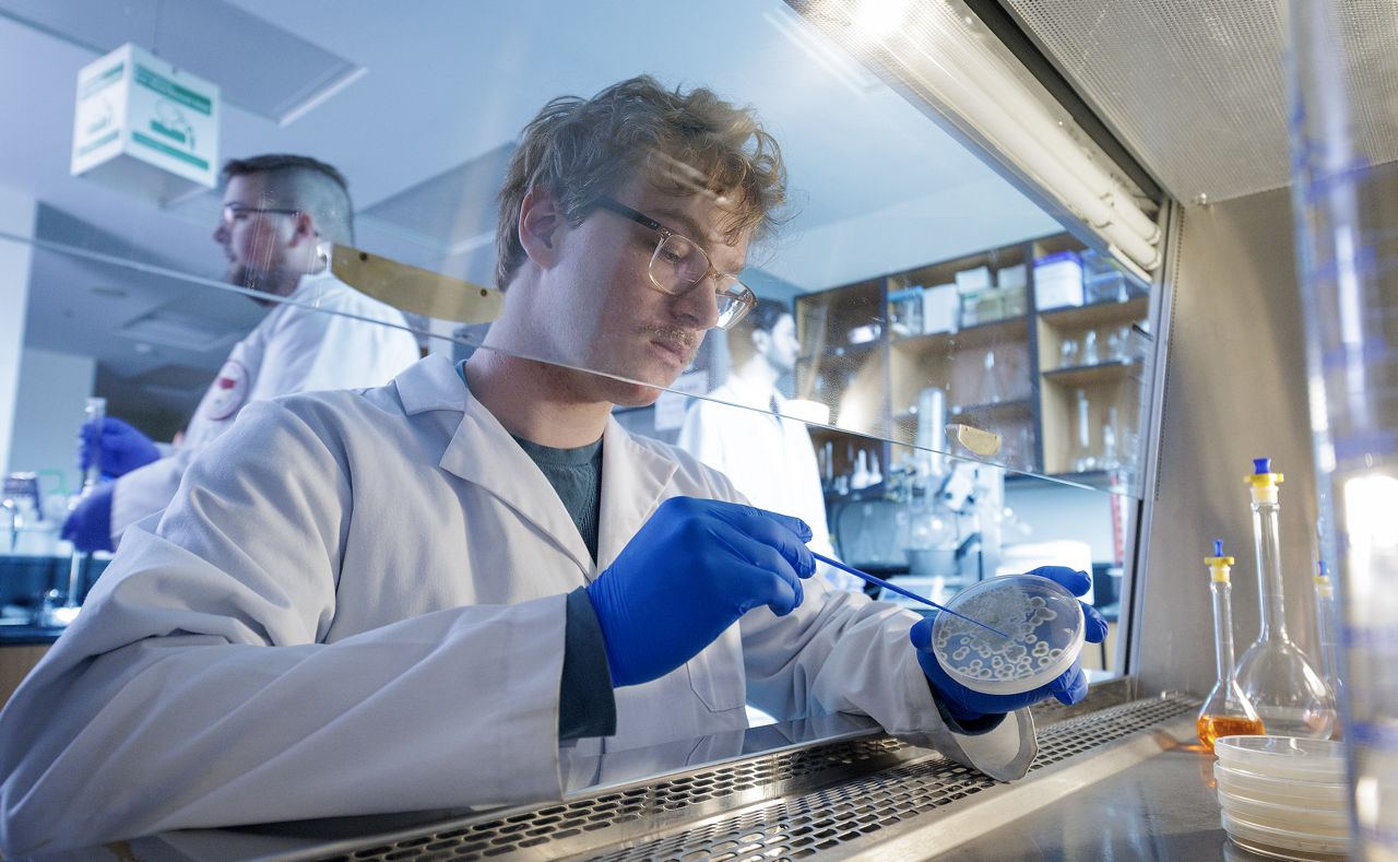 Chemistry student looking at bacteria in Petri dish