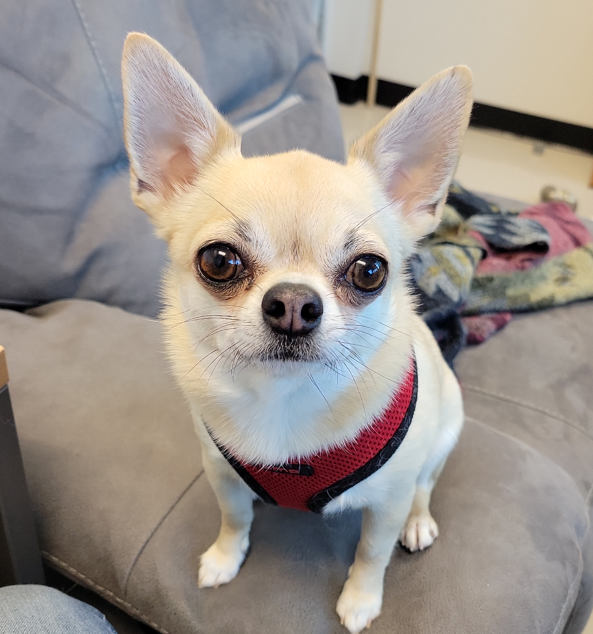 Picture of Chihuahua